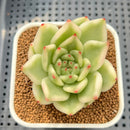 Echeveria Agavoides 'Amestro' Variegated 3" Succulent Plant Cutting