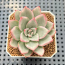 Echeveria Agavoides 'Great King' Variegated 2" Succulent Plant Cutting