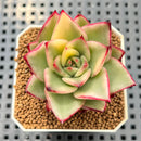 Echeveria Agavoides 'Marilyn' Variegated 3" Succulent Plant Cutting