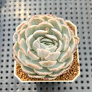 Echeveria 'Mexican Snowball' Variegated 2" Succulent Plant Cutting