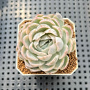 Echeveria 'Mexican Snowball' Variegated 2" Succulent Plant Cutting