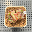 Echeveria 'Obsidian' 1" Succulent Plant Cutting