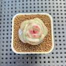 Echeveria 'Sakura Ring' 1" Succulent Plant Cutting