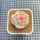 Echeveria 'Sakura Ring' 1" Succulent Plant Cutting