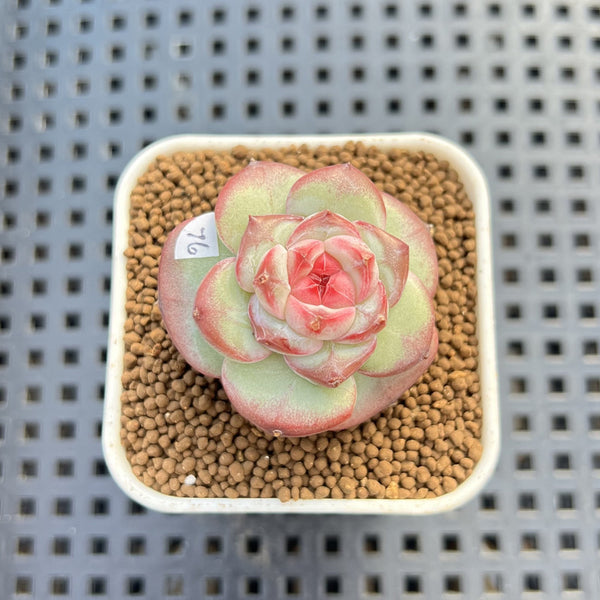 Echeveria 'Sakura Ring' 1" Succulent Plant Cutting