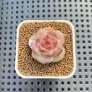 Echeveria 'Sakura Ring' 1" Succulent Plant Cutting