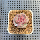 Echeveria 'Sakura Ring' 1" Succulent Plant Cutting