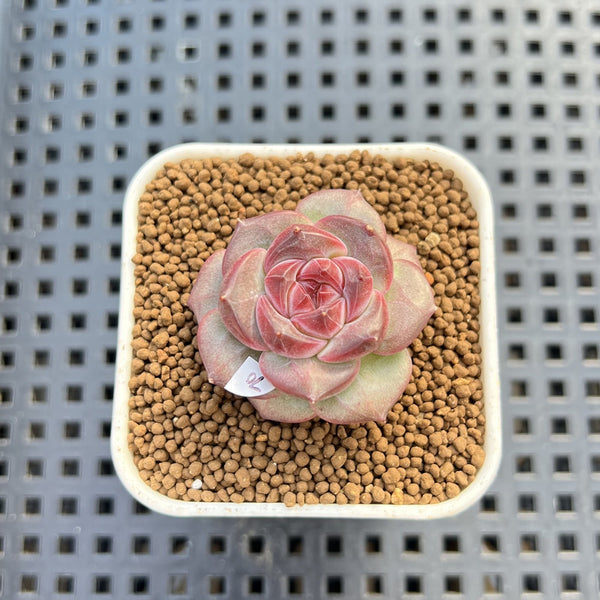 Echeveria 'Sakura Ring' 1" Succulent Plant Cutting