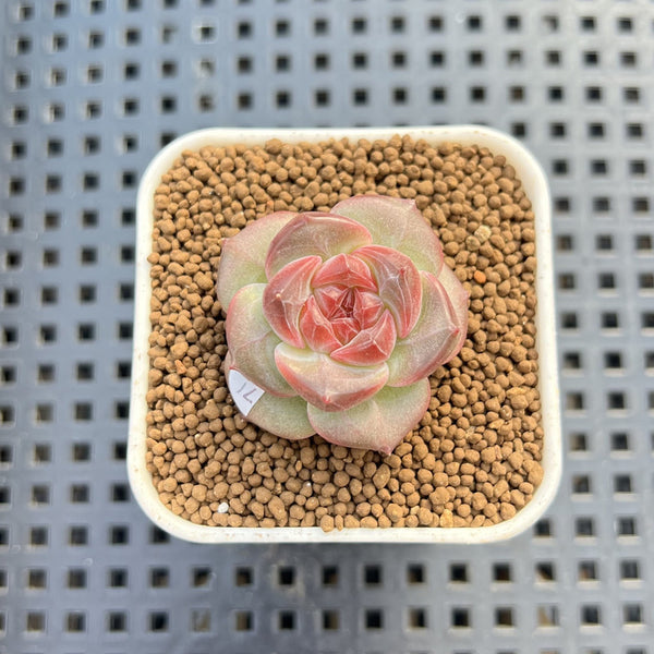 Echeveria 'Sakura Ring' 1" Succulent Plant Cutting