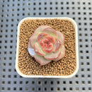 Echeveria 'Sakura Ring' 1" Succulent Plant Cutting