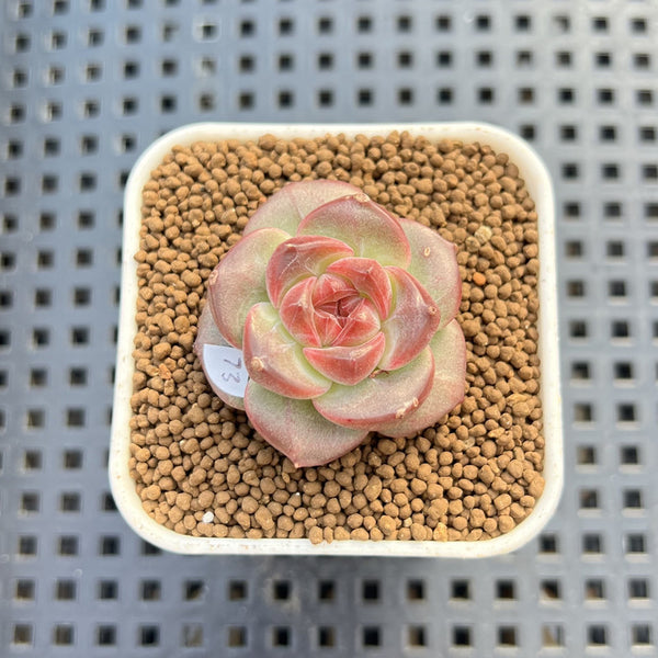 Echeveria 'Sakura Ring' 1" Succulent Plant Cutting