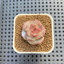 Echeveria 'Sakura Ring' 1" Succulent Plant Cutting