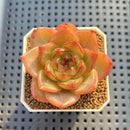 Echeveria 'Biella' Jelly Type 2" Succulent Plant Cutting