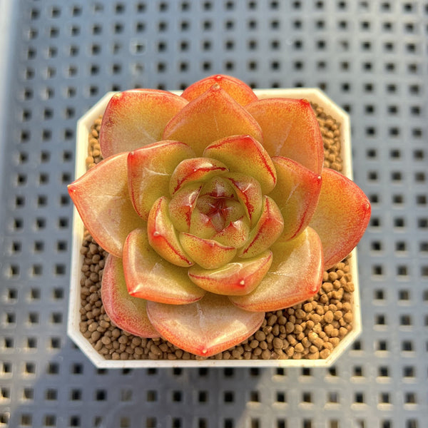 Echeveria 'Biella' Jelly Type 2" Succulent Plant Cutting