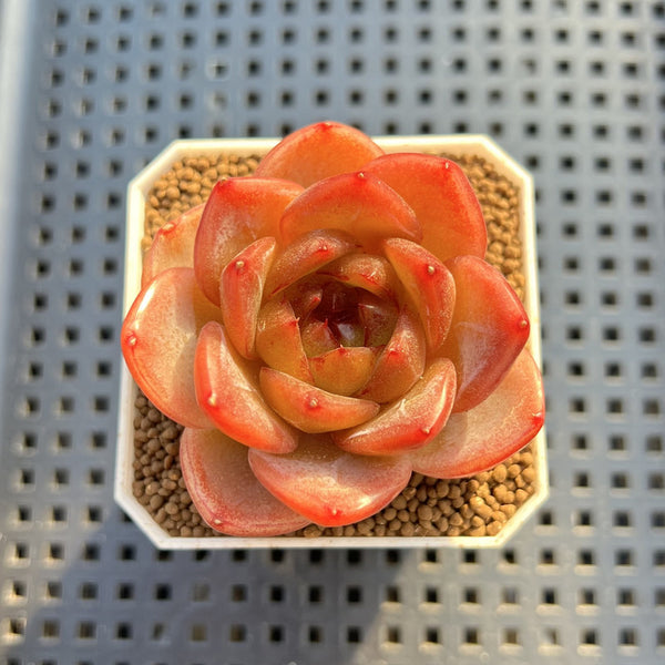 Echeveria 'Biella' Jelly Type 2" Succulent Plant Cutting
