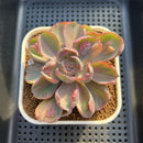 Echeveria 'Beyonce' Variegated 3" Succulent Plant Cutting