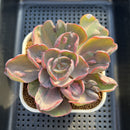 Echeveria 'Beyonce' Variegated 3" Succulent Plant Cutting
