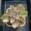 Echeveria 'Beyonce' Variegated 3" Succulent Plant Cutting