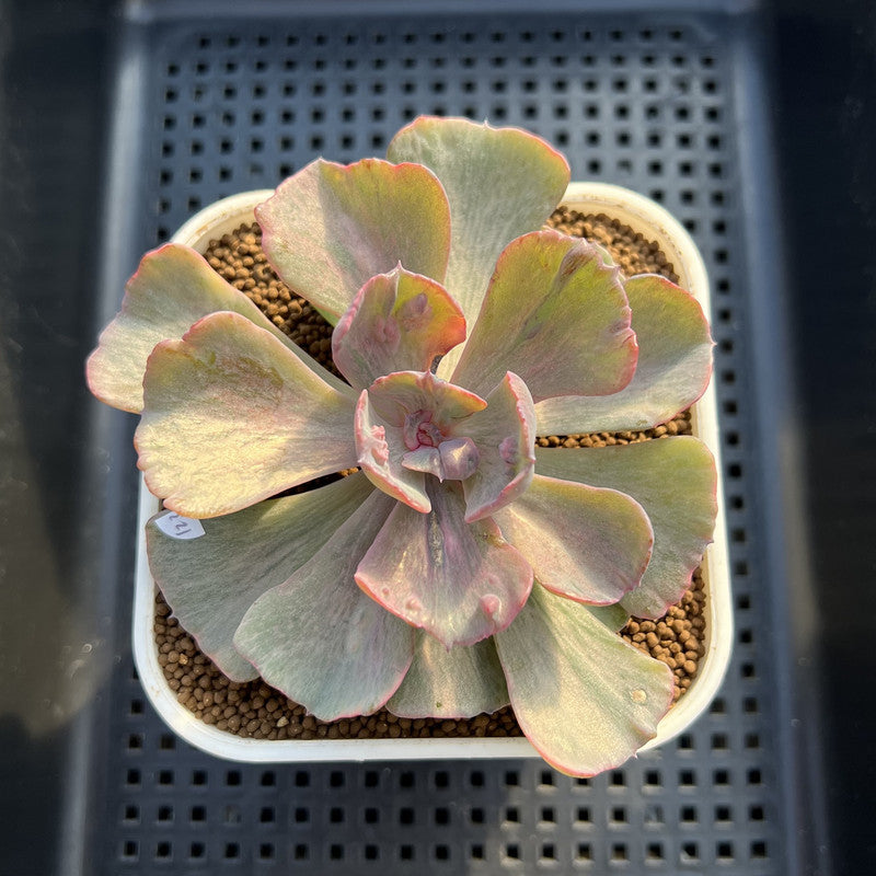Echeveria 'Beyonce' Variegated 3" Succulent Plant Cutting