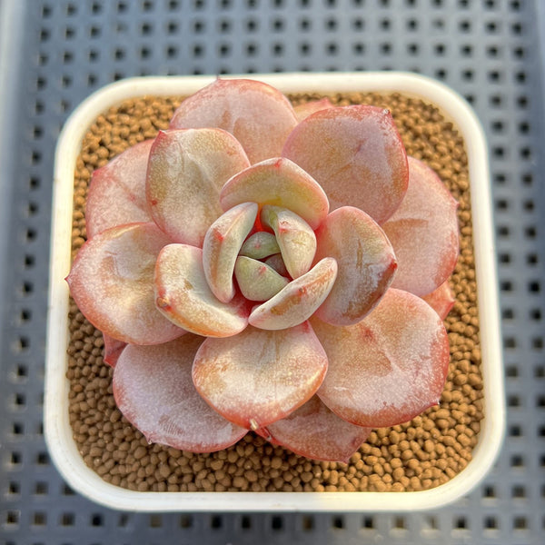 Echeveria 'German Champaign' Round-Leaf 2" Succulent Plant Cutting