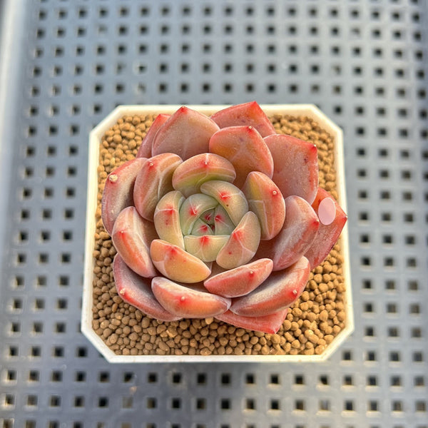 Echeveria 'Sharman' 2" Succulent Plant Cutting