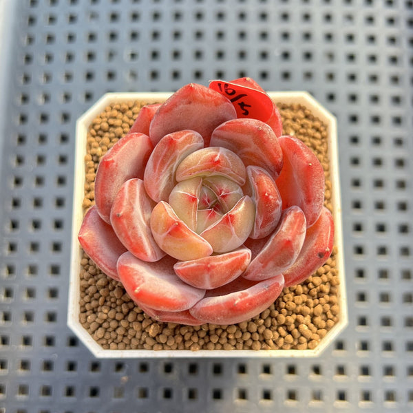 Echeveria 'Sharman' 2" Succulent Plant Cutting