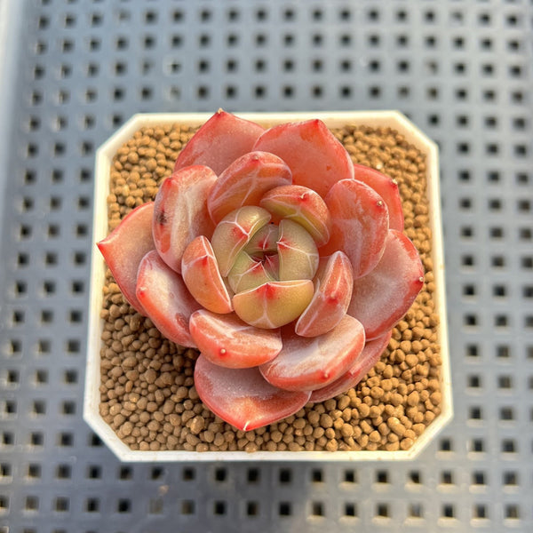 Echeveria 'Sharman' 2" Succulent Plant Cutting