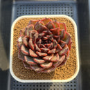 Echeveria 'Dark Jasmine' 4"-5" Succulent Plant Cutting