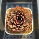 Echeveria 'Dark Jasmine' 4"-5" Succulent Plant Cutting
