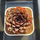 Echeveria 'Dark Jasmine' 4"-5" Succulent Plant Cutting