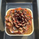 Echeveria 'Dark Jasmine' 4"-5" Succulent Plant Cutting