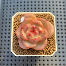 Echeveria 'Orange Q' 2" Succulent Plant Cutting