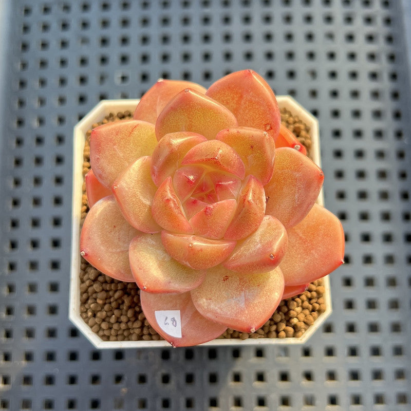 Echeveria 'Orange Q' 2" Succulent Plant Cutting
