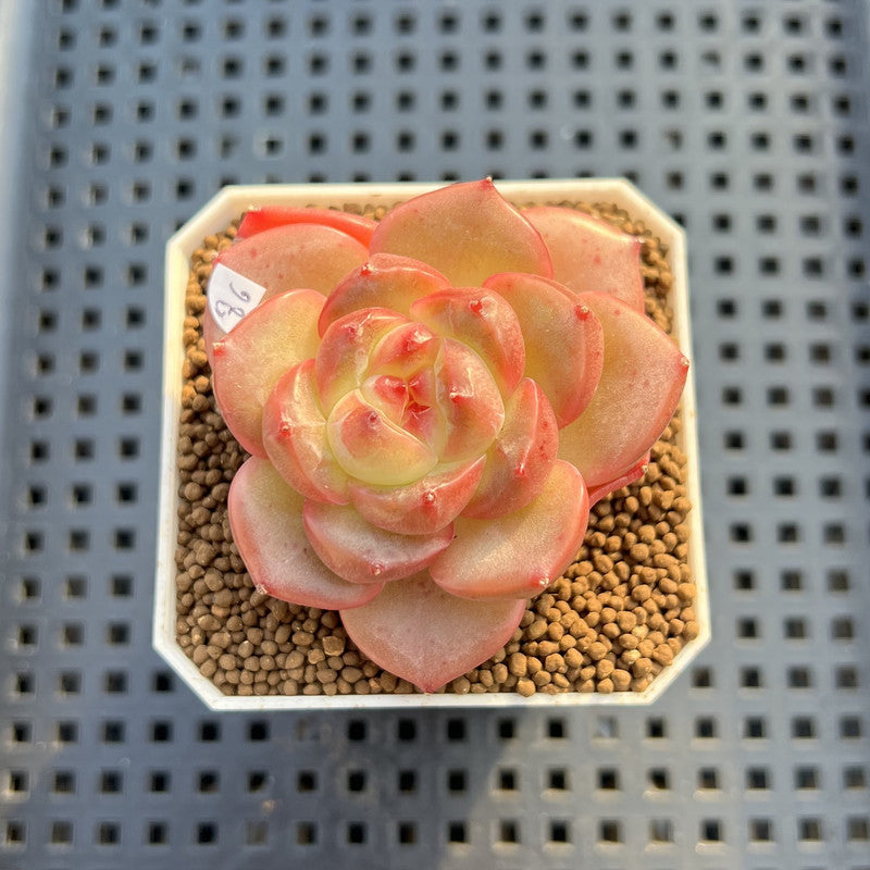 Echeveria 'Orange Q' 2" Succulent Plant Cutting