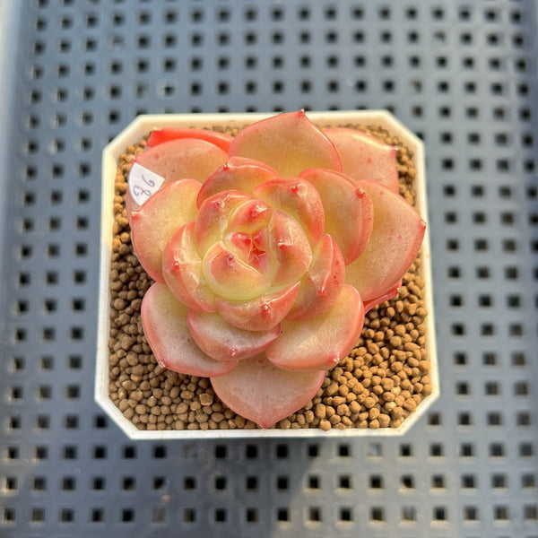 Echeveria 'Orange Q' 2" Succulent Plant Cutting