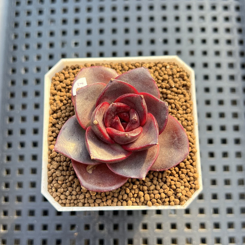 Echeveria 'Glowing Rose' 2" Succulent Plant Cutting