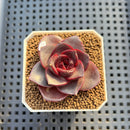 Echeveria 'Glowing Rose' 2" Succulent Plant Cutting
