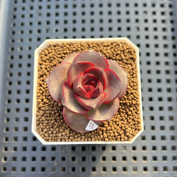 Echeveria 'Glowing Rose' 2" Succulent Plant Cutting