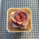 Echeveria 'Glowing Rose' 2" Succulent Plant Cutting