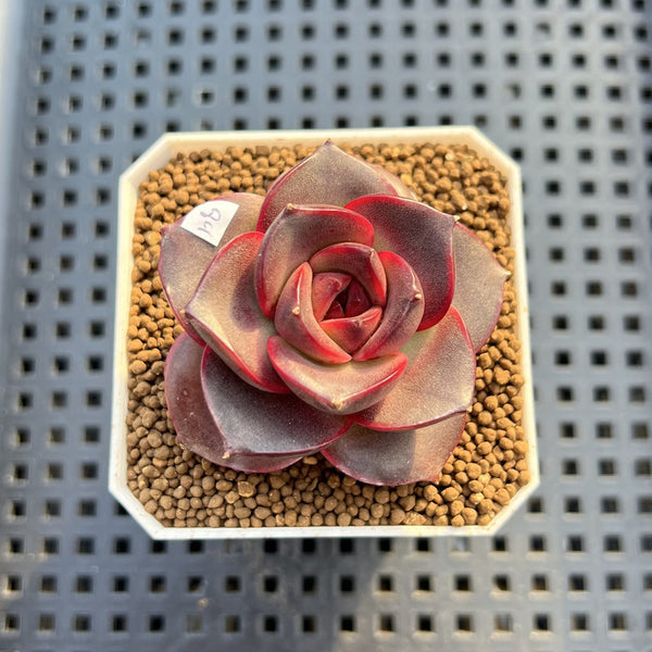 Echeveria 'Glowing Rose' 2" Succulent Plant Cutting