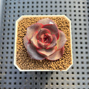 Echeveria 'Glowing Rose' 2" Succulent Plant Cutting