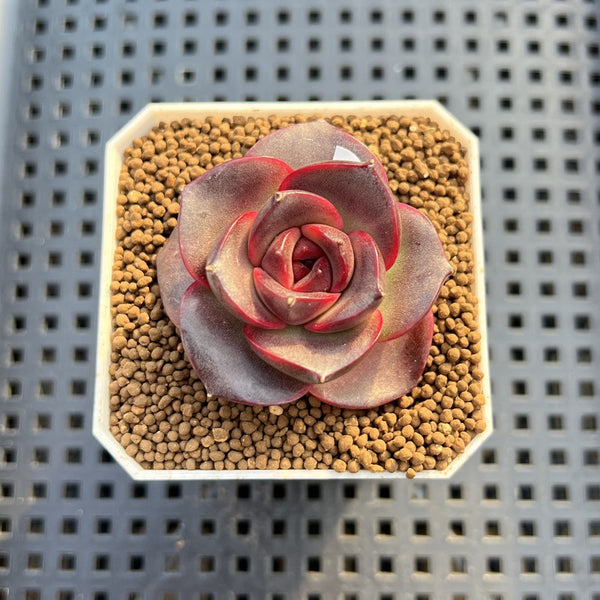 Echeveria 'Glowing Rose' 2" Succulent Plant Cutting