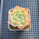 Echeveria 'Magic Jar' 2" Succulent Plant Cutting