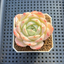 Echeveria 'Magic Jar' 2" Succulent Plant Cutting