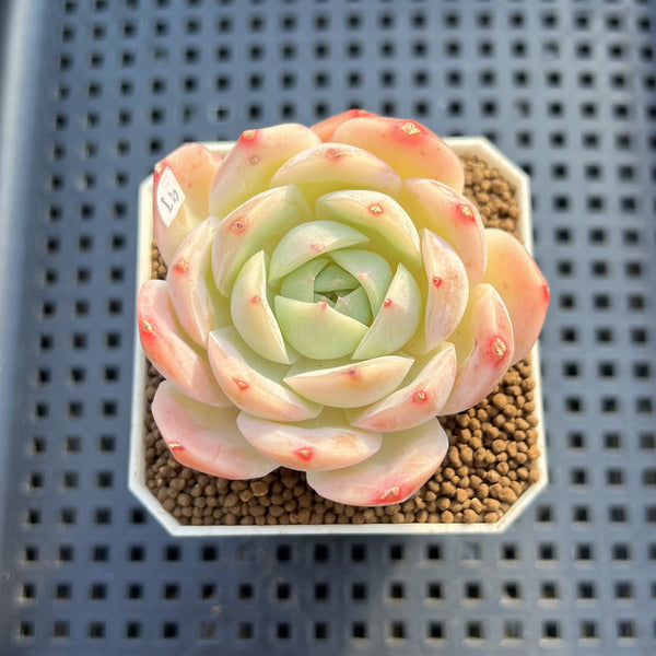 Echeveria 'Magic Jar' 2" Succulent Plant Cutting