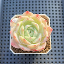 Echeveria 'Magic Jar' 2" Succulent Plant Cutting