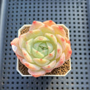 Echeveria 'Magic Jar' 2" Succulent Plant Cutting