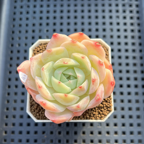 Echeveria 'Magic Jar' 2" Succulent Plant Cutting