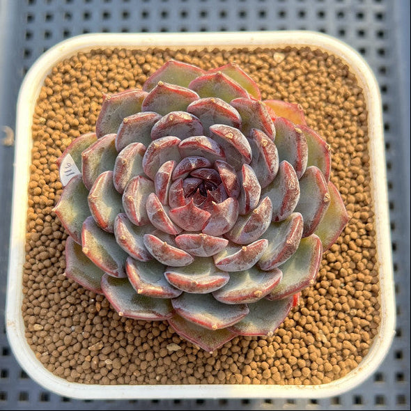 Echeveria 'Blue Enchantress' 3" Succulent Plant Cutting