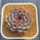 Echeveria 'Blue Enchantress' 3" Succulent Plant Cutting